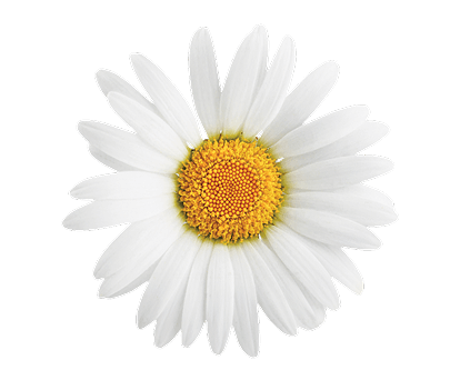Camomilla