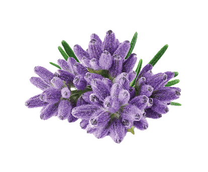 Lavanda