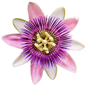 Passiflora