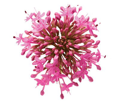 Valeriana