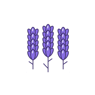 Fiori di lavanda
