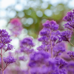 Valeriana: proprietà e benefici per il sonno