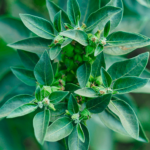 Che cos’è l’Ashwagandha e quali sono le sue proprietà