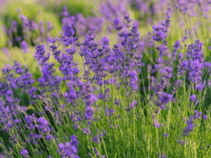 La lavanda contro l’ansia e l’insonnia