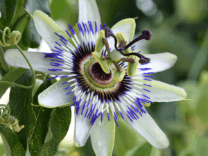 La passiflora per l’ansia e l’insonnia