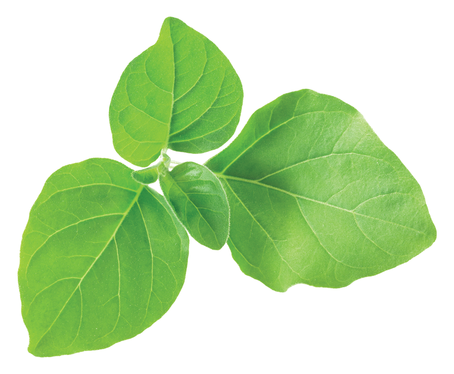 img-ashwagandha