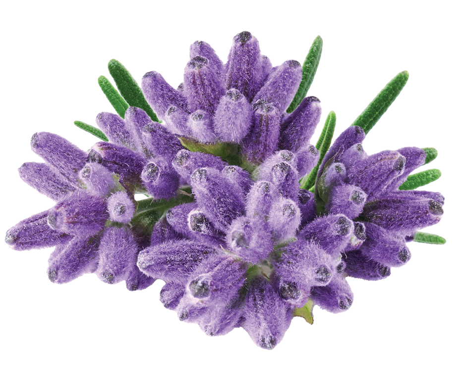 img-lavanda