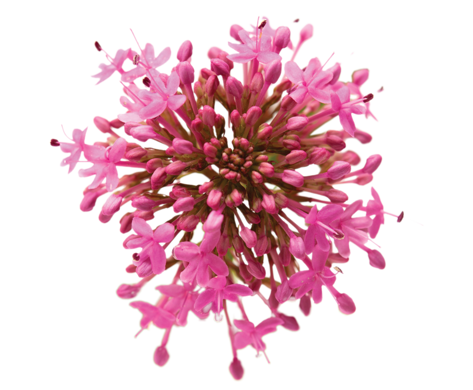 img-valeriana